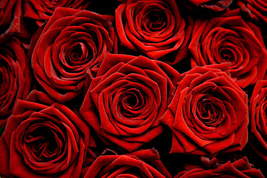 Comanda Buchet Din 25 De Trandafiri Rosii Florarie Online