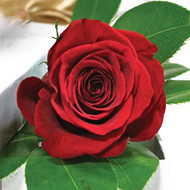 1 fir de trandafir rosu in cutie