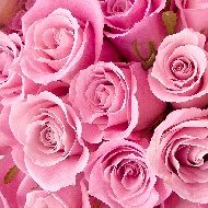 Buchet din 101 de trandafiri roz